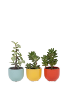 Three Chive Succulent Cup ceramic plant pots in blue, yellow, and red styled with small plants.