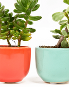 Two Chive Succulent Cup ceramic plant pots in red and blue styled with small plants.