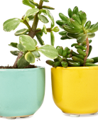 Two Chive Succulent Cup ceramic plant pots in blue and yellow styled with small plants.