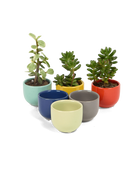 Multiple Chive Succulent Cup glazed ceramic plant pots in different colors, styled with plants.