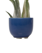 Chive Succulent Cup cobalt ceramic plant pot styled with a plant.
