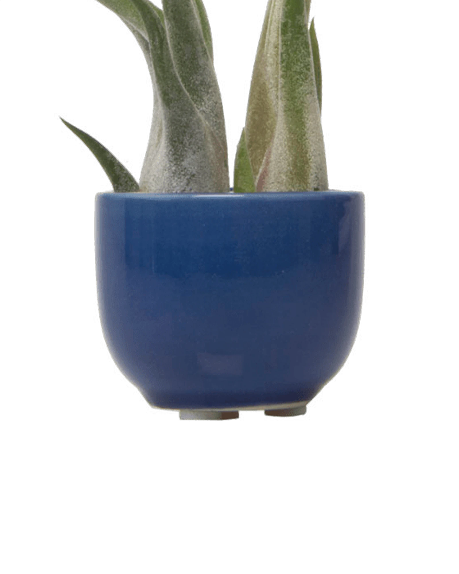 Chive Succulent Cup cobalt ceramic plant pot styled with a plant.
