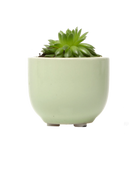 Chive Succulent Cup green ceramic plant pot styled with a plant.