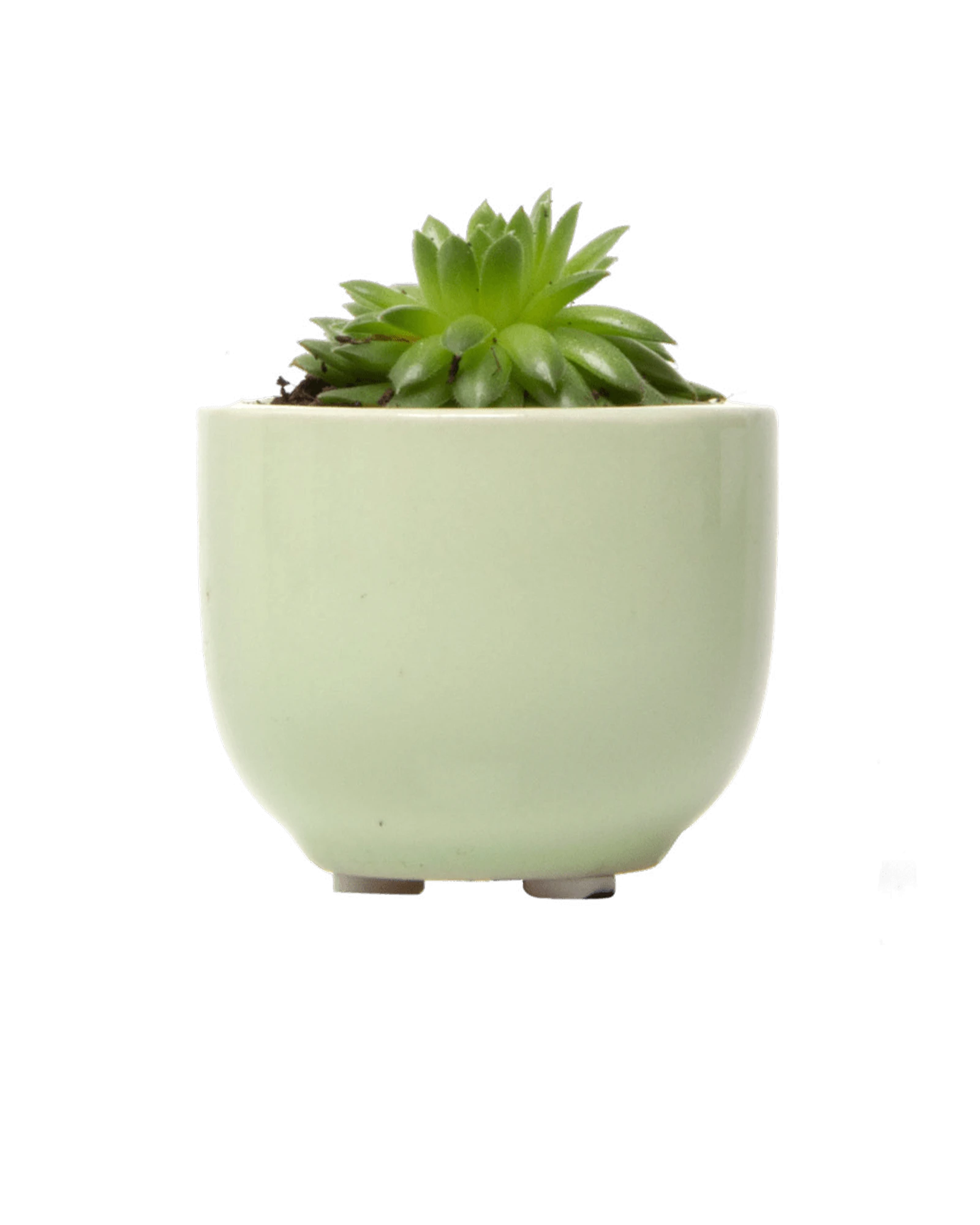 Chive Succulent Cup green ceramic plant pot styled with a plant.