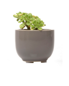 Chive Succulent Cup grey ceramic plant pot styled with a plant.