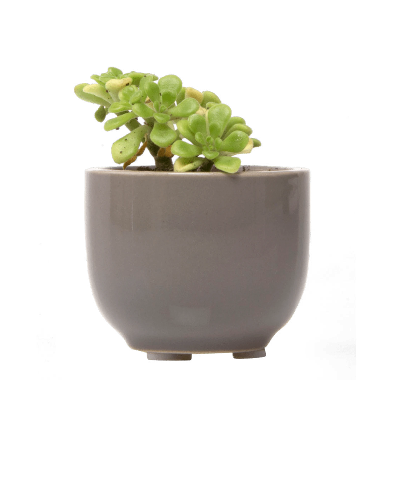 Chive Succulent Cup grey ceramic plant pot styled with a plant.