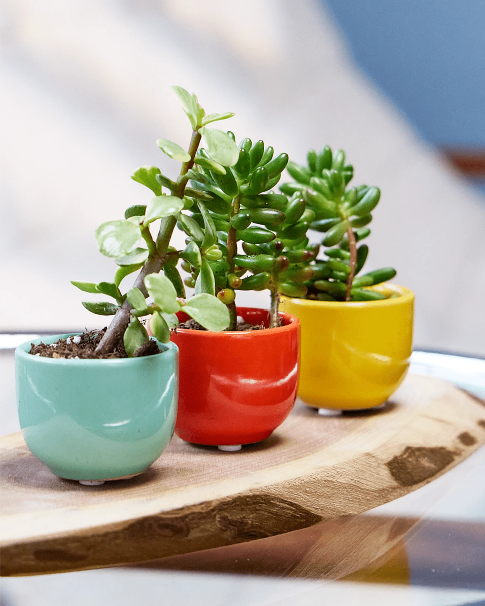 Three Chive Succulent Cup ceramic plant pots in blue, red, and yellow, styled with plants on a wood board.