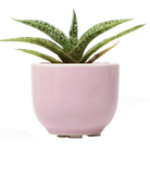 Chive Succulent Cup lilac ceramic plant pot styled with a plant.