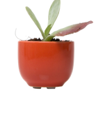 Chive Succulent Cup rust color ceramic plant pot styled with a plant.
