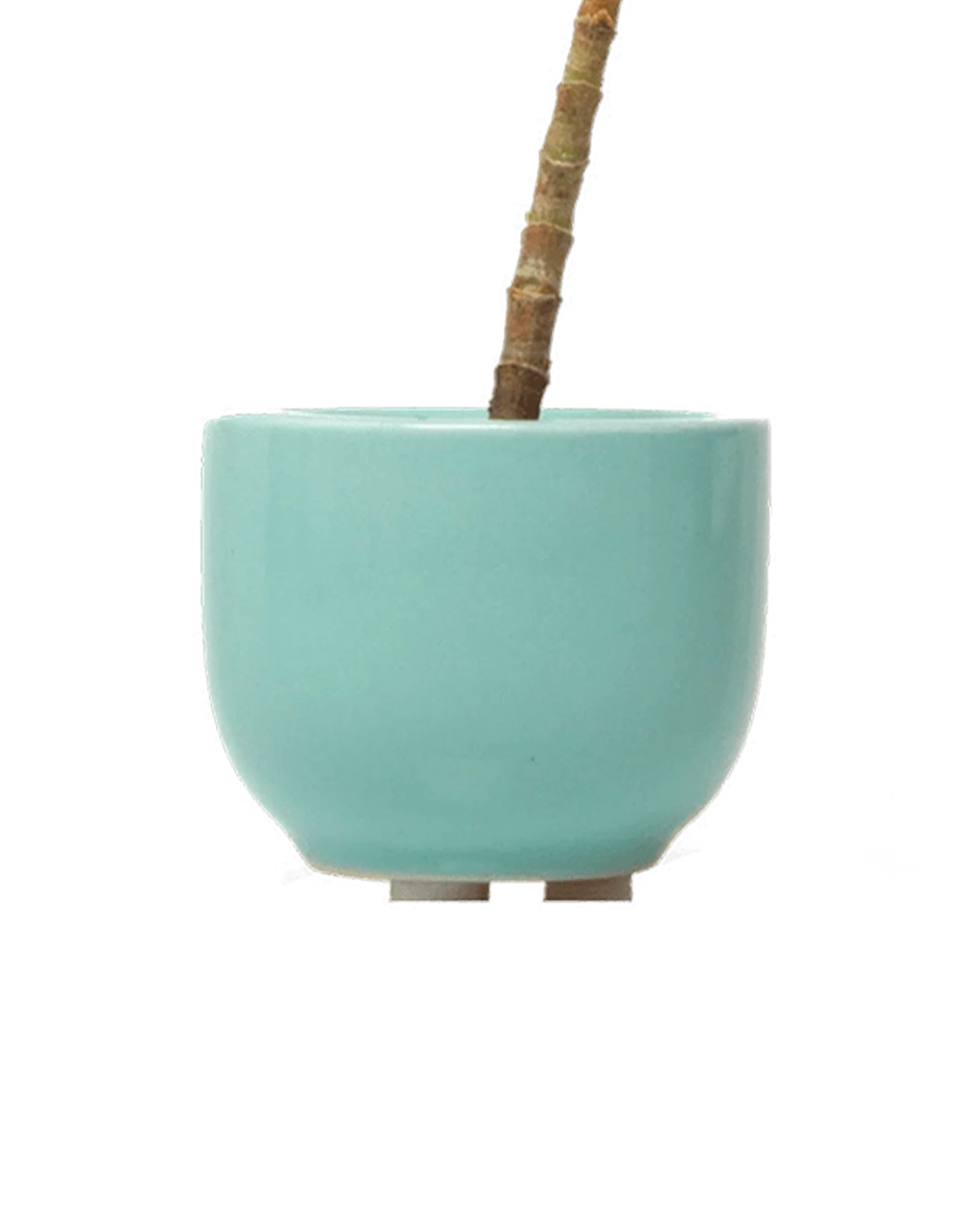 Chive Succulent Cup seafoam color ceramic plant pot styled with a plant.