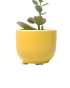 Chive Succulent Cup yellow ceramic plant pot styled with a plant.