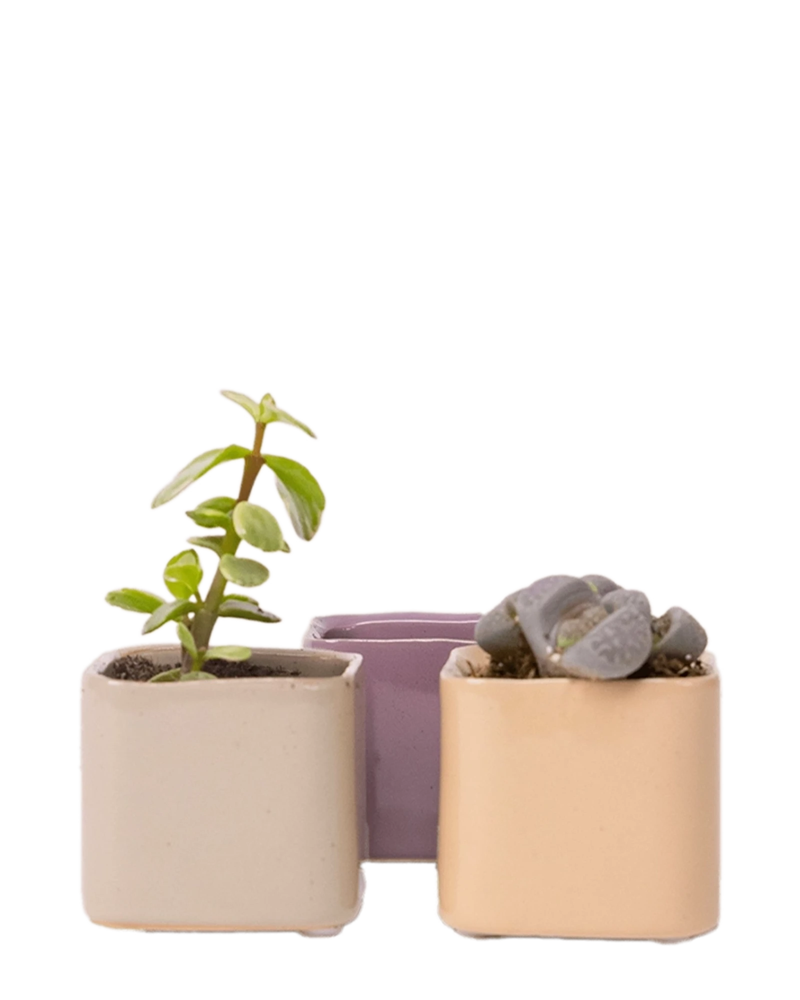 Three Chive Svek fully glazed ceramic planters in assorted colors styled with small plants.