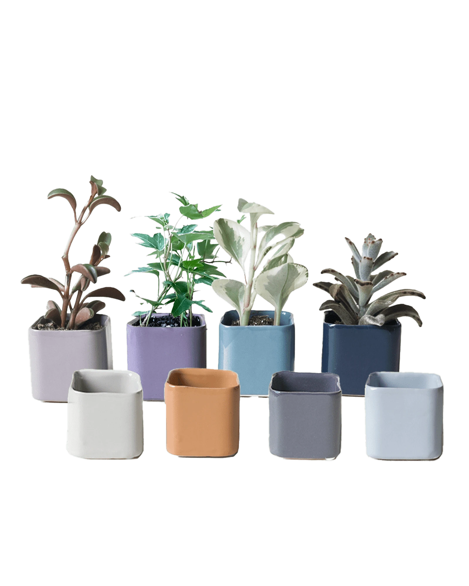 Multiple Chive Svek fully glazed ceramic planters in assorted colors styled with small plants.
