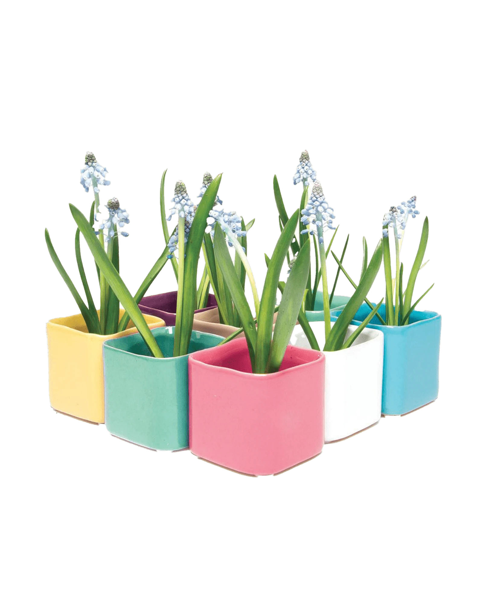 Multiple Chive Svek fully glazed ceramic planters in bright colors styled with small floral plants.