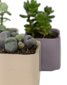 Close-up of the fully glazed surface on two Chive Svek ceramic pots, styled with succulents.