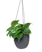 Chive Thimble black porcelain hanging planter with no drainage styled with a heartleaf philodendron.