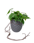 Chive Thimble black porcelain hanging planter with no drainage holding a heartleaf philodendron with cord loosely dropped.
