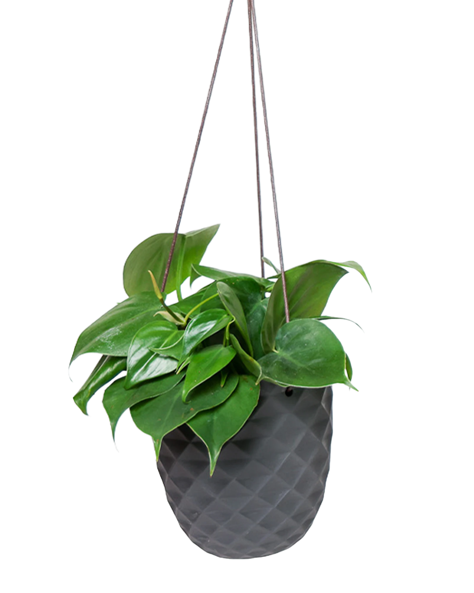Chive Thimble black porcelain hanging planter with no drainage styled with a heartleaf philodendron.