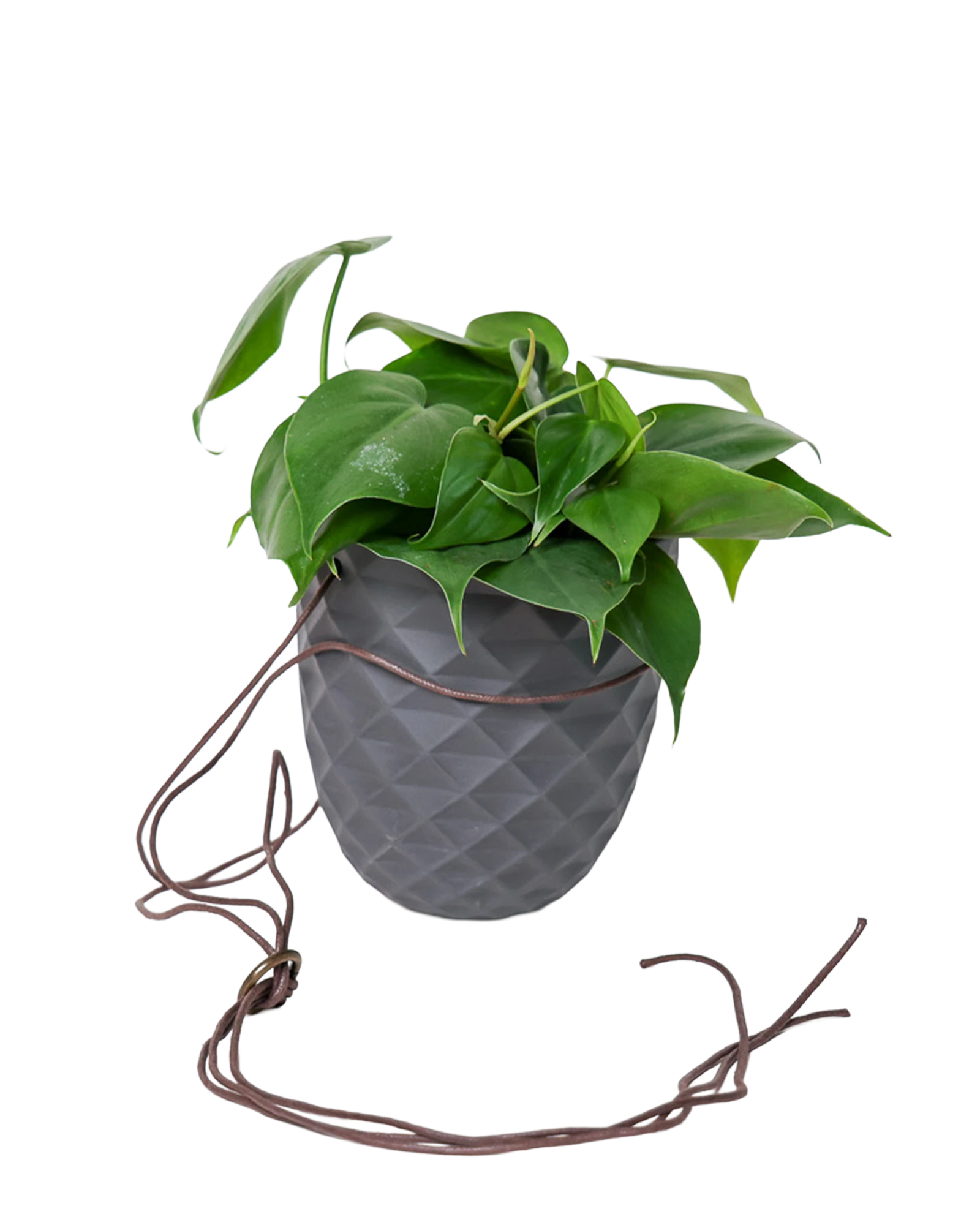 Chive Thimble black porcelain hanging planter with no drainage holding a heartleaf philodendron with cord loosely dropped.