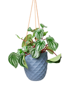 Chive Thimble blue grey porcelain modern hanging planter with no drainage holding a peperomia.