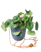 Chive Thimble blue grey porcelain hanging planter with no drainage holding a peperomia.