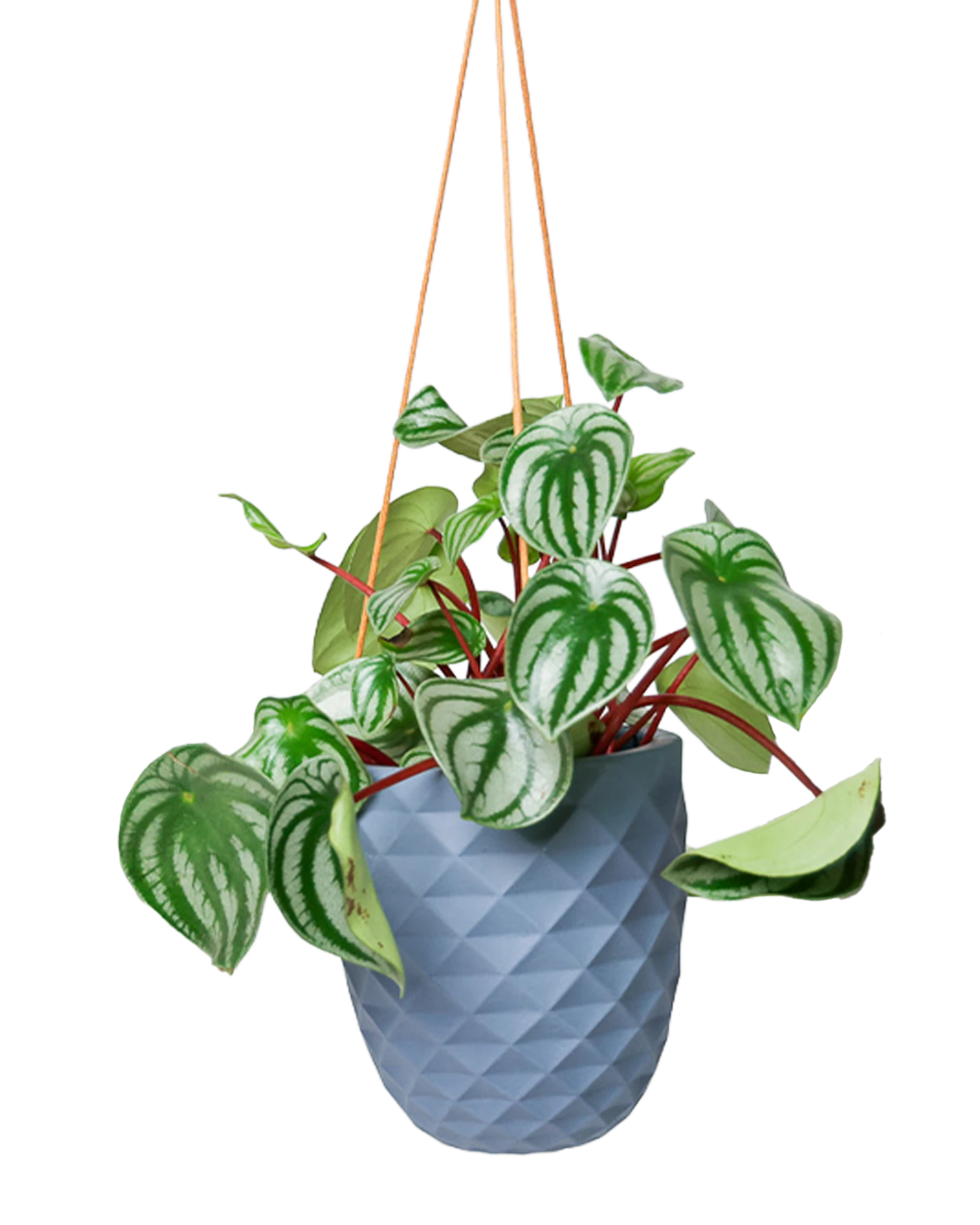 Chive Thimble blue grey porcelain modern hanging planter with no drainage holding a peperomia.