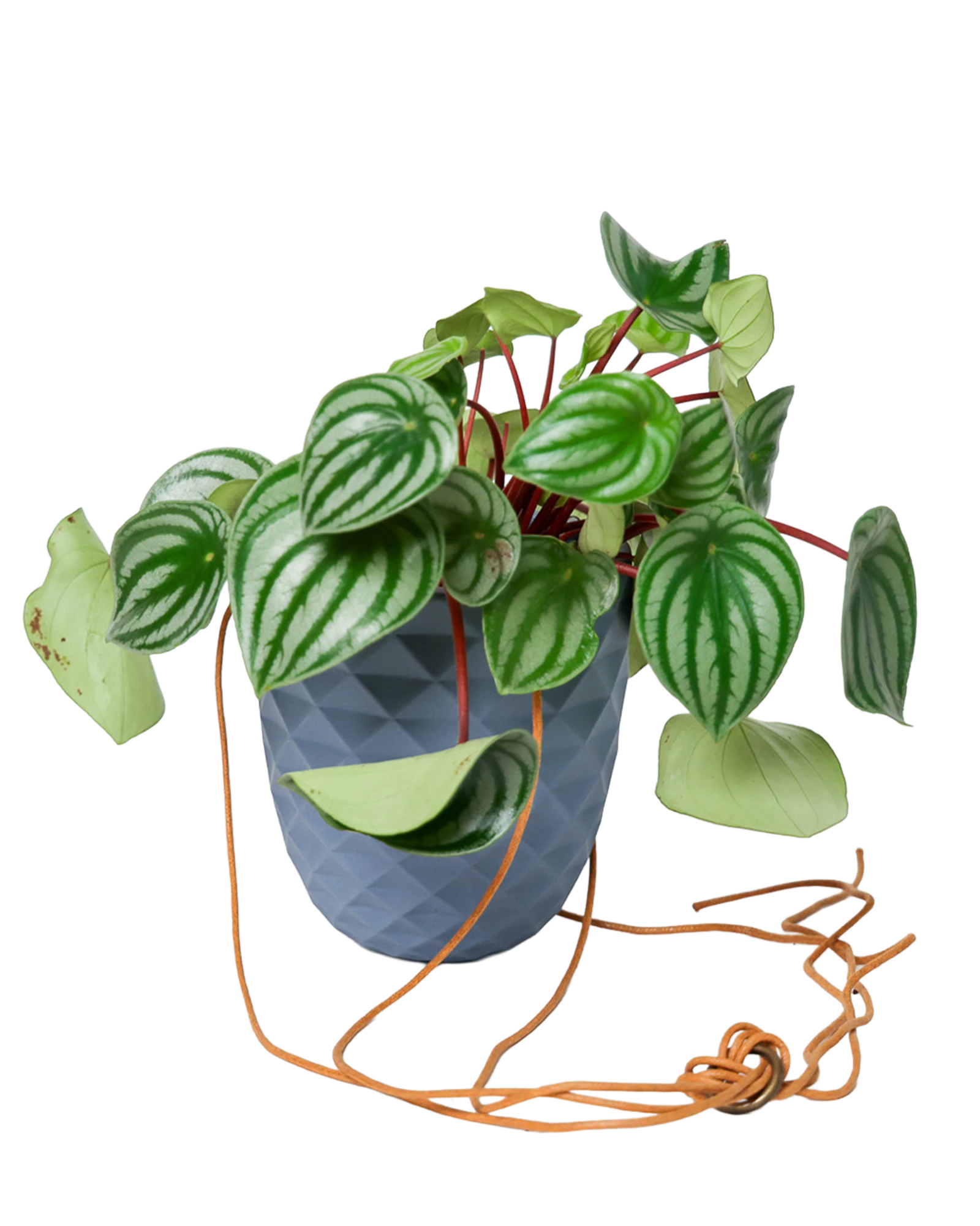 Chive Thimble blue grey porcelain hanging planter with no drainage holding a peperomia.