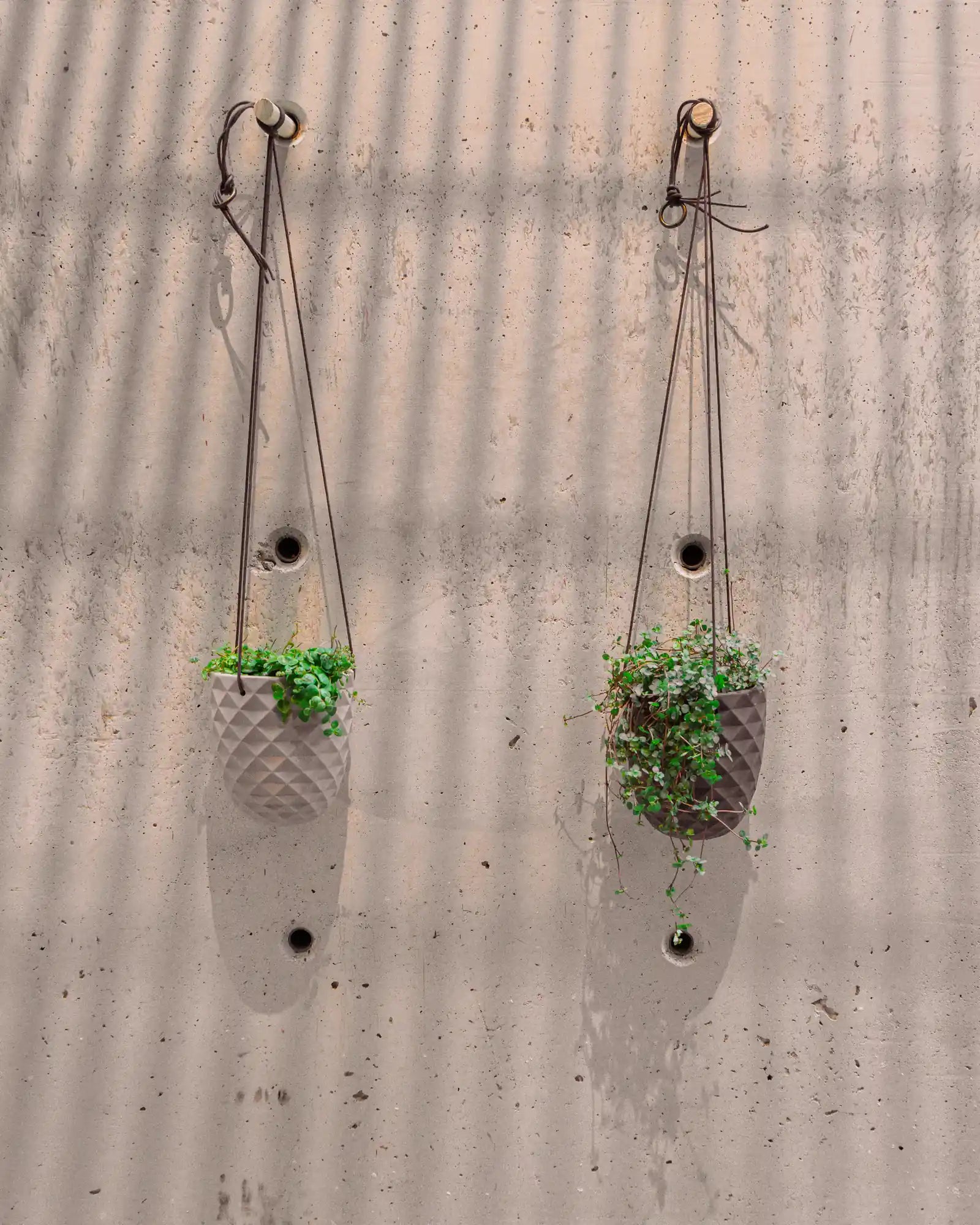 Chive Thimble porcelain hanging planters with no drainage in light grey and black holding dichondra plants against a concrete wall.