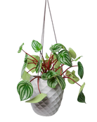 Chive Thimble light grey porcelain hanging planter with no drainage holding a watermelon peperomia.