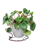 Chive Thimble light grey porcelain hanging planter with no drainage holding a peperomia with cord loosely dropped.