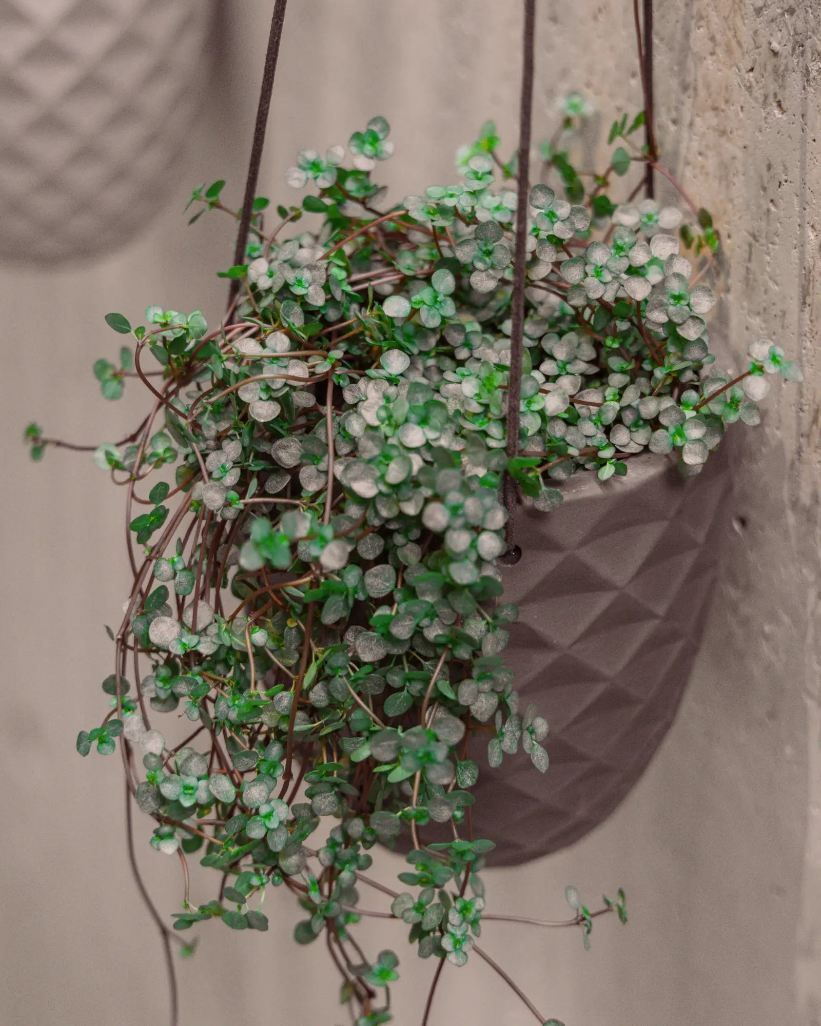 Close up of Chive Thimble porcelain hanging planters in light grey styled with a dichondra plants against a concrete wall.