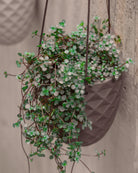 Close up of Chive Thimble porcelain hanging planters in light grey styled with a dichondra plants against a concrete wall.