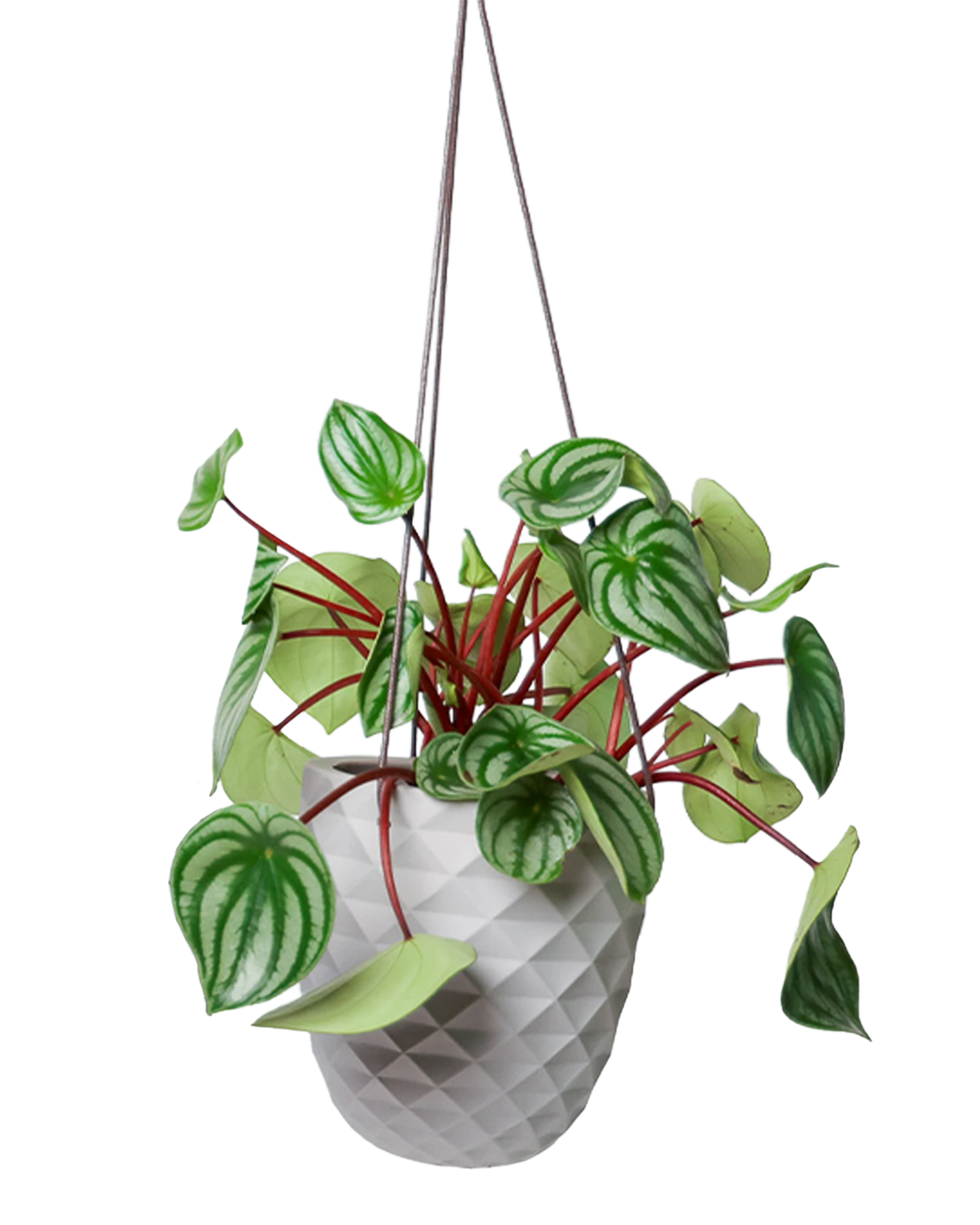 Chive Thimble light grey porcelain hanging planter with no drainage holding a watermelon peperomia.