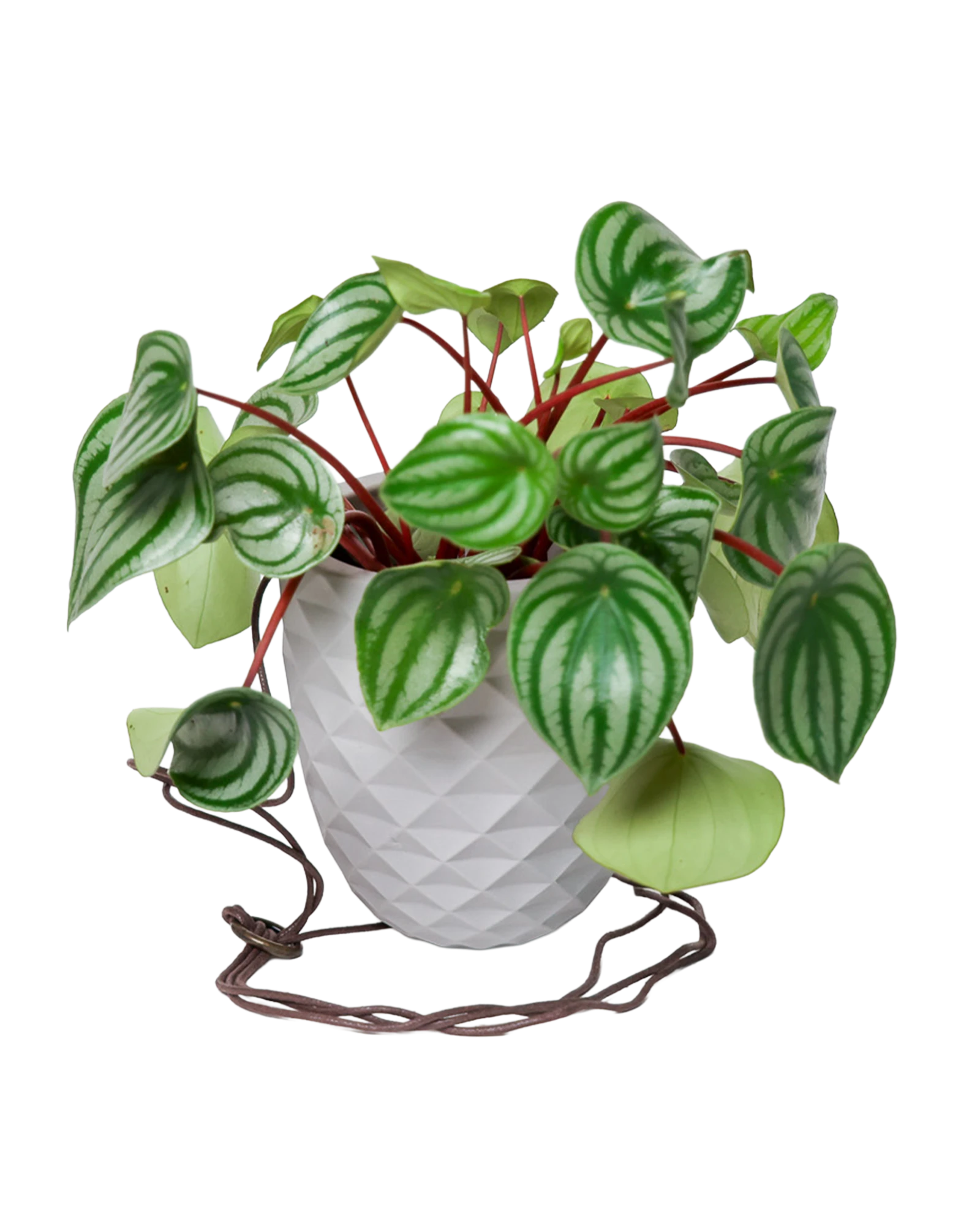 Chive Thimble light grey porcelain hanging planter with no drainage holding a peperomia with cord loosely dropped.