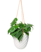 Chive Thimble white porcelain hanging planter with no drainage holding a heartleaf philodendron.