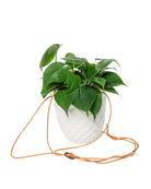 Chive Thimble white porcelain hanging planter with no drainage holding a heartleaf philodendron, with cord loosely dropped.