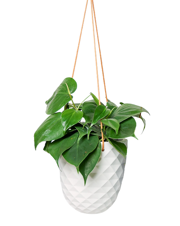 Thimble Porcelain Modern Hanging Planter