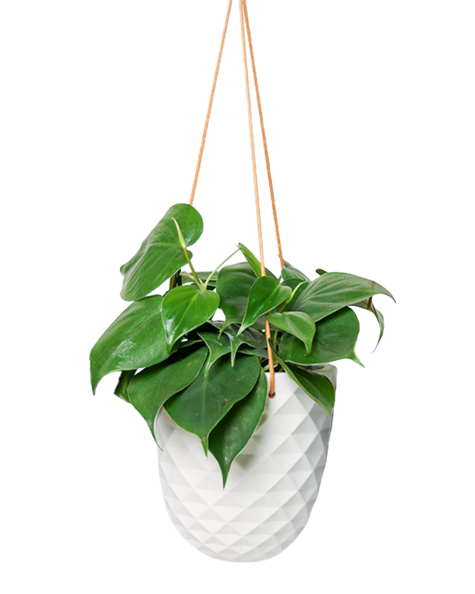 Chive Thimble white porcelain hanging planter with no drainage holding a heartleaf philodendron.