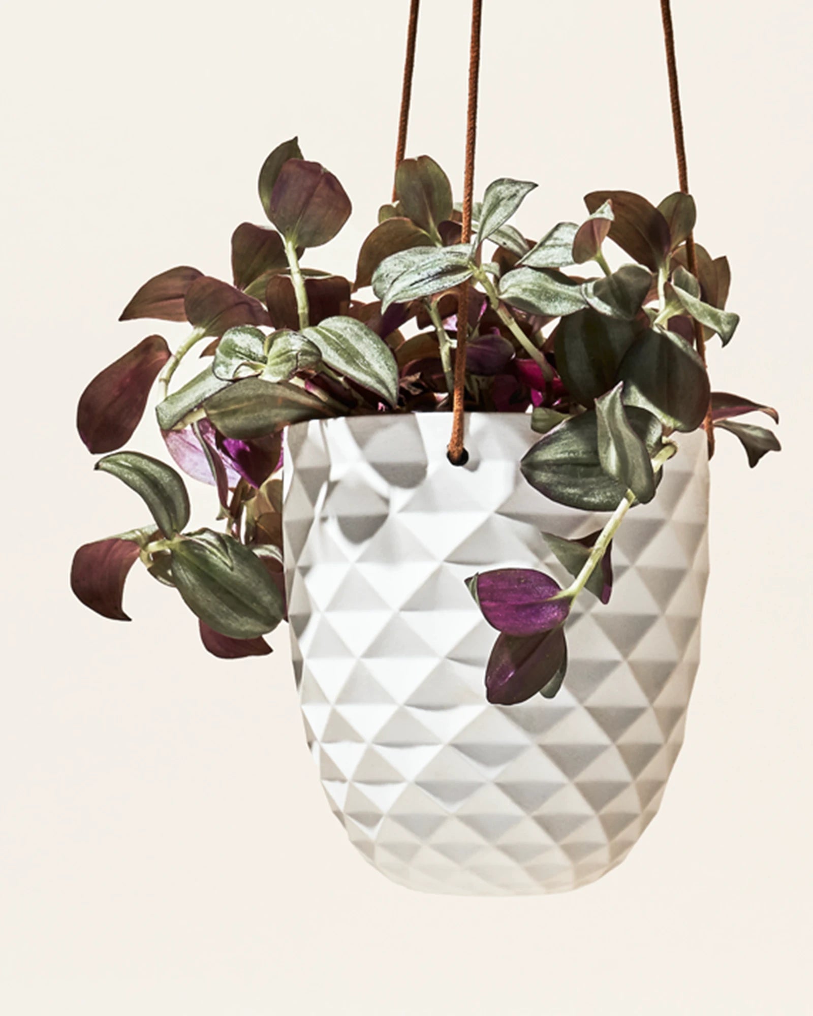 Chive Thimble white porcelain hanging planter with no drainage styled with a Tradescantia zebrina.