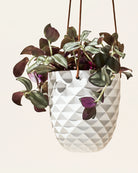 Chive Thimble white porcelain hanging planter with no drainage styled with a Tradescantia zebrina.