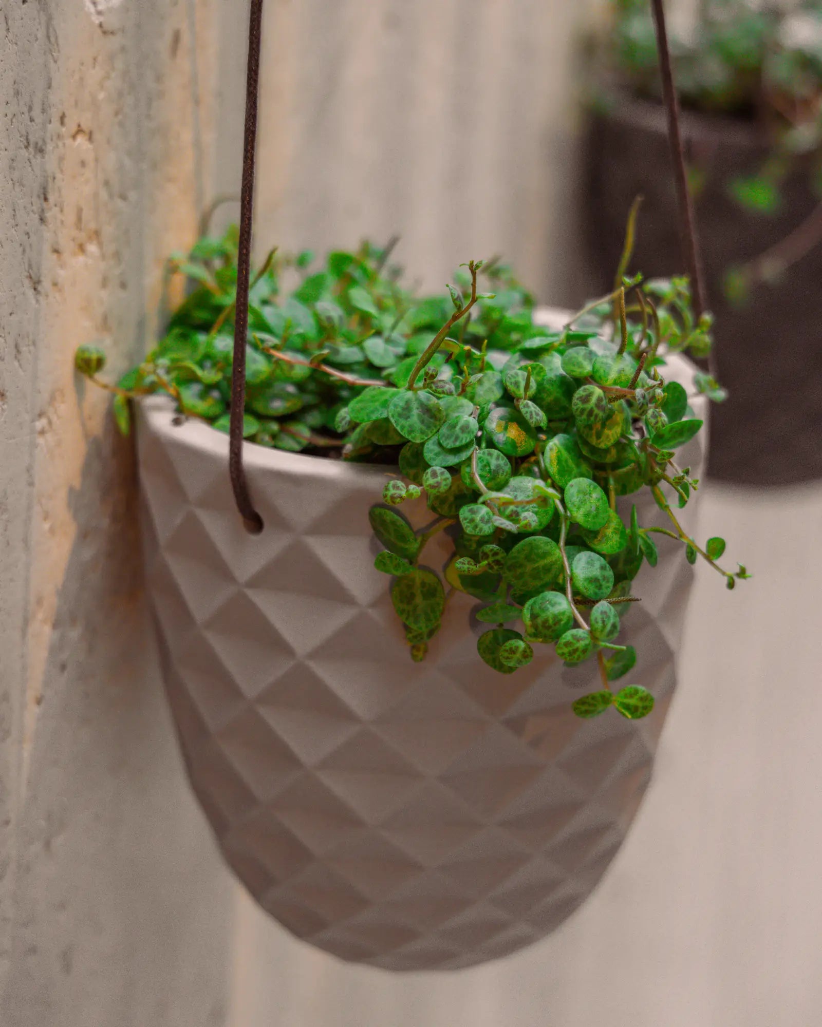 Close up of Chive Thimble porcelain hanging planters in white styled with plants against a concrete wall.