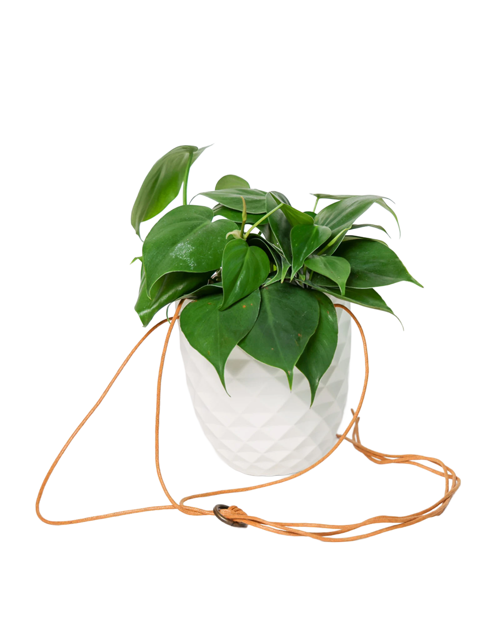 Chive Thimble white porcelain hanging planter with no drainage holding a heartleaf philodendron, with cord loosely dropped.