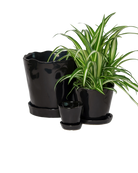 Chive Tika black glazed ceramic planters in small, medium and large sizes with drainage and saucers, styled with a spider plant.