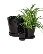 Chive Tika black glazed ceramic planters in small, medium and large sizes with drainage and saucers, styled with a spider plant.