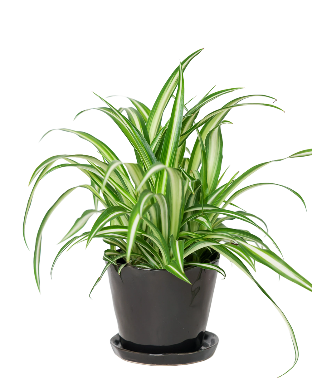 Chive Tika black ceramic medium plant pot with drainage hole and detachable saucer styled with a spider plant.