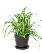 Chive Tika black ceramic medium plant pot with drainage hole and detachable saucer styled with a spider plant.