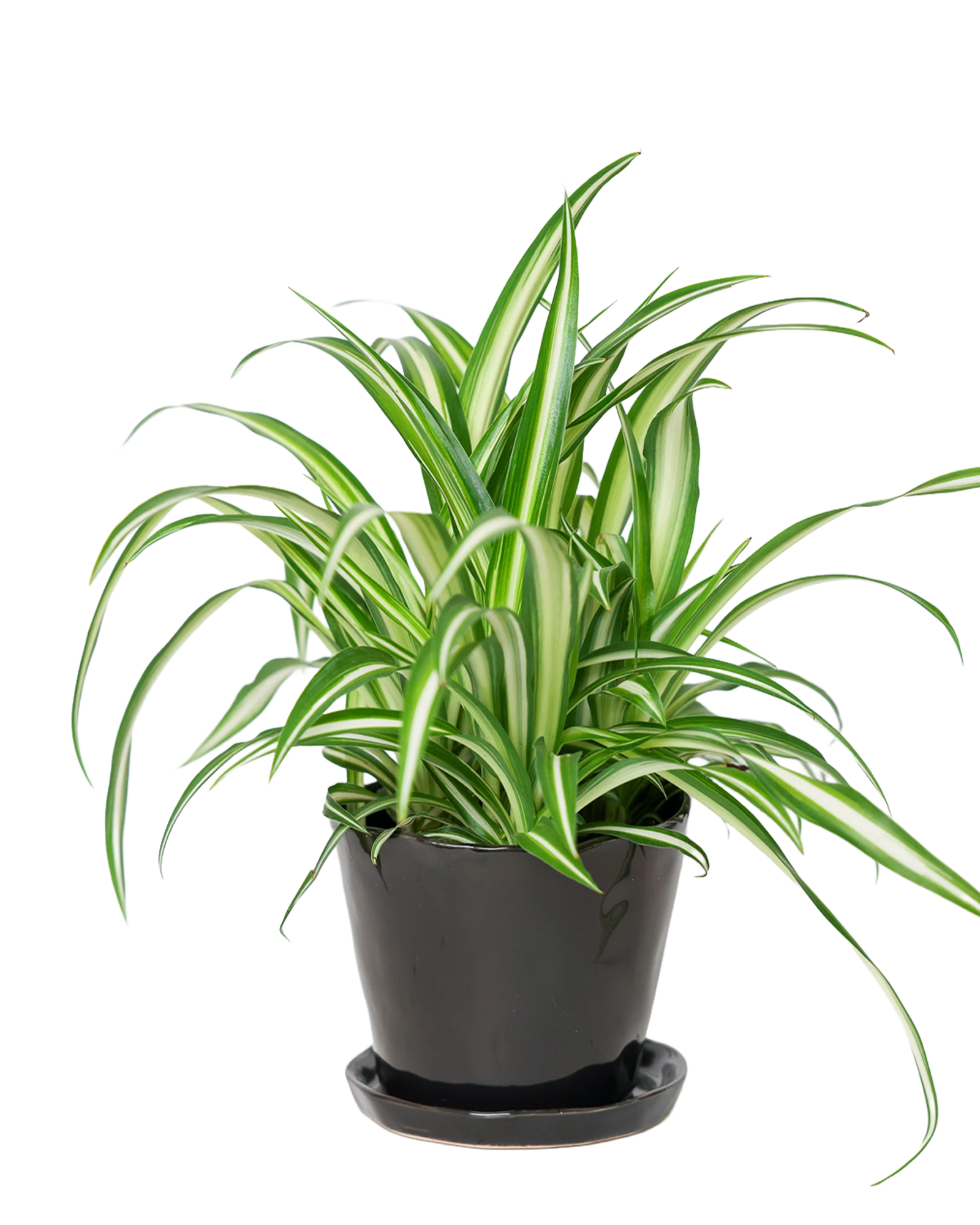 Chive Tika black ceramic medium plant pot with drainage hole and detachable saucer styled with a spider plant.
