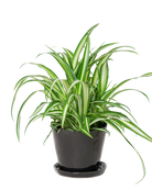 Chive Tika black ceramic medium plant pot with drainage hole and detachable saucer styled with a spider plant.
