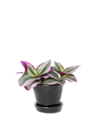 Chive Tika black ceramic small plant pot with drainage and detachable saucer styled with a Tradescantia zebrina.
