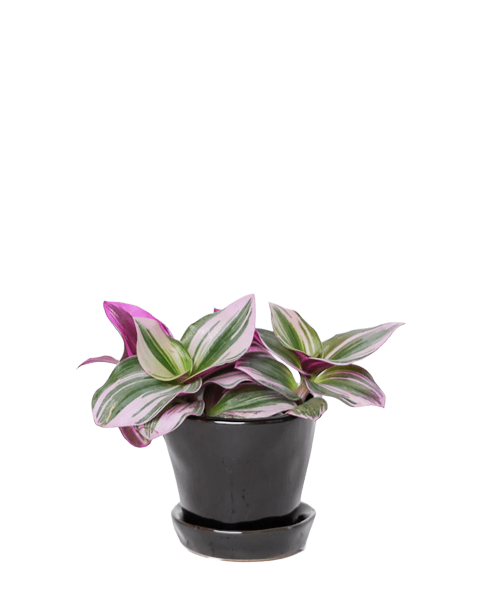 Chive Tika black ceramic small plant pot with drainage and detachable saucer styled with a Tradescantia zebrina.